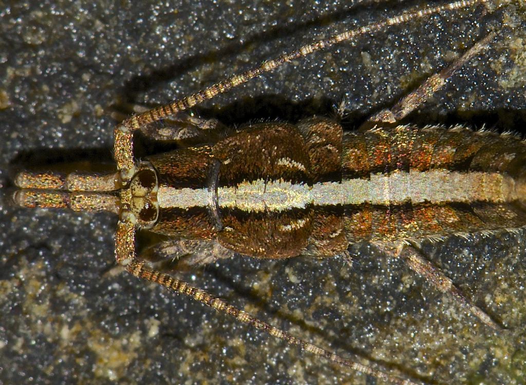 Machilidae Alto Appennino Bolognese